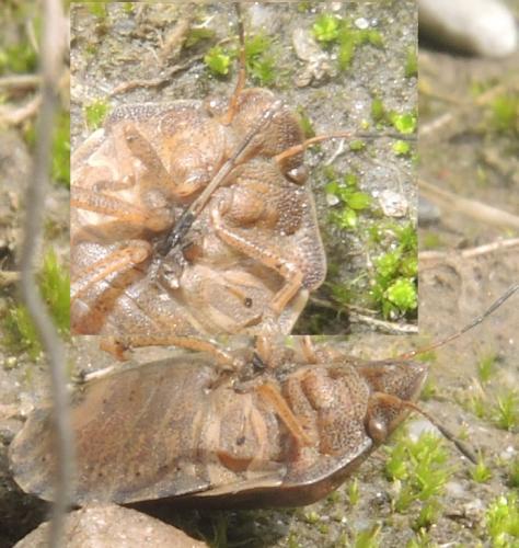 Eurygaster testudinaria